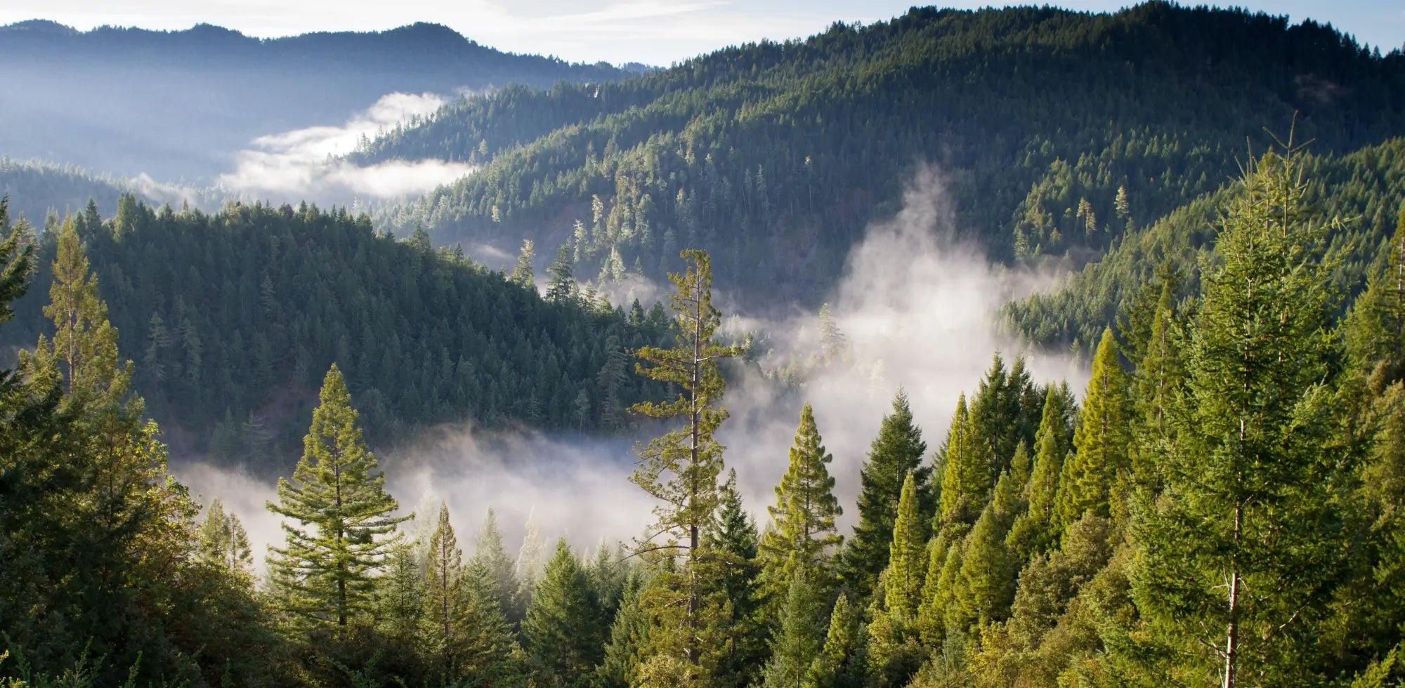 Vue sur une forêt de pins en montagne avec brume matinale et lumière naturelle